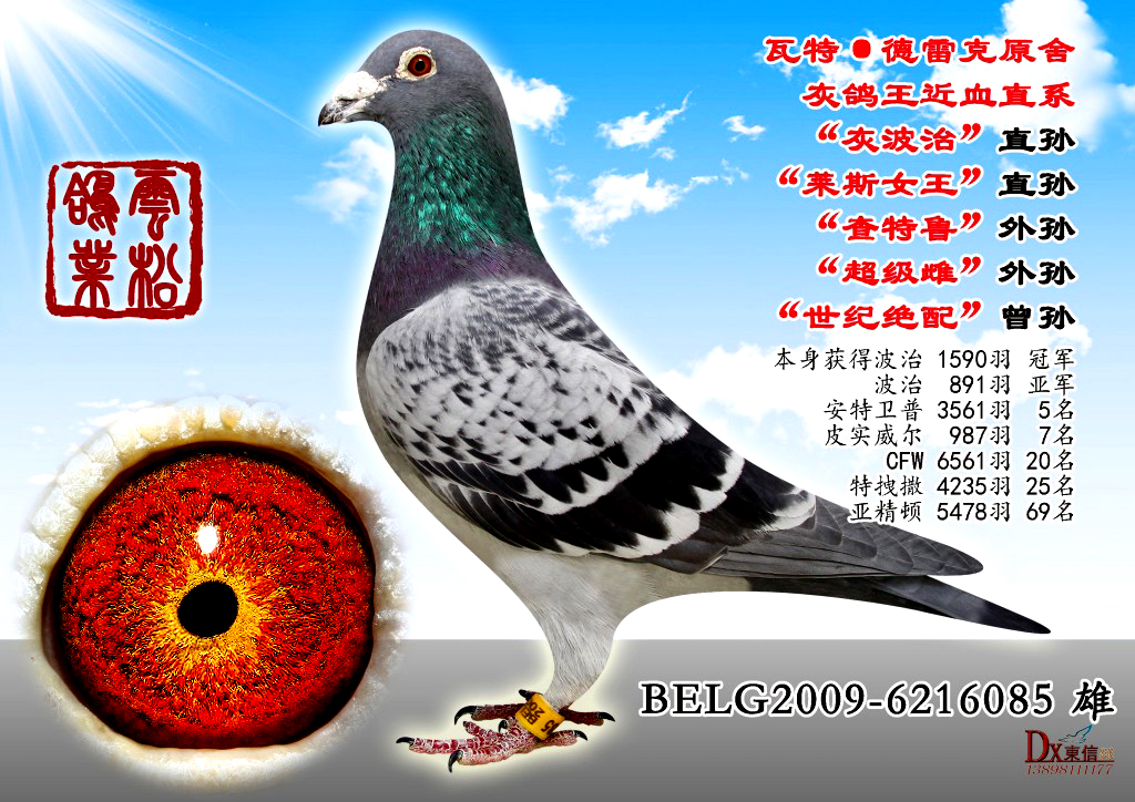 灰鸽王近亲直系
