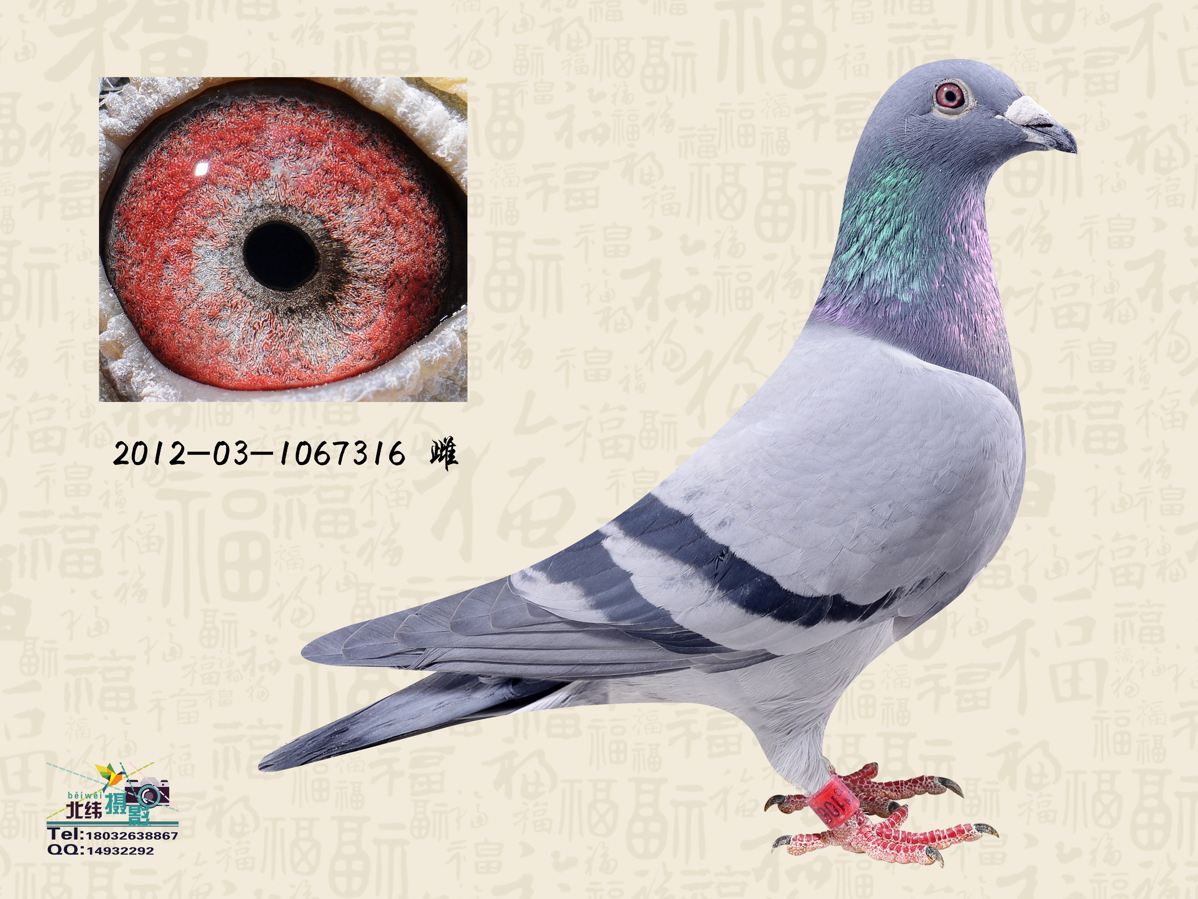 i衰׃ɫ
