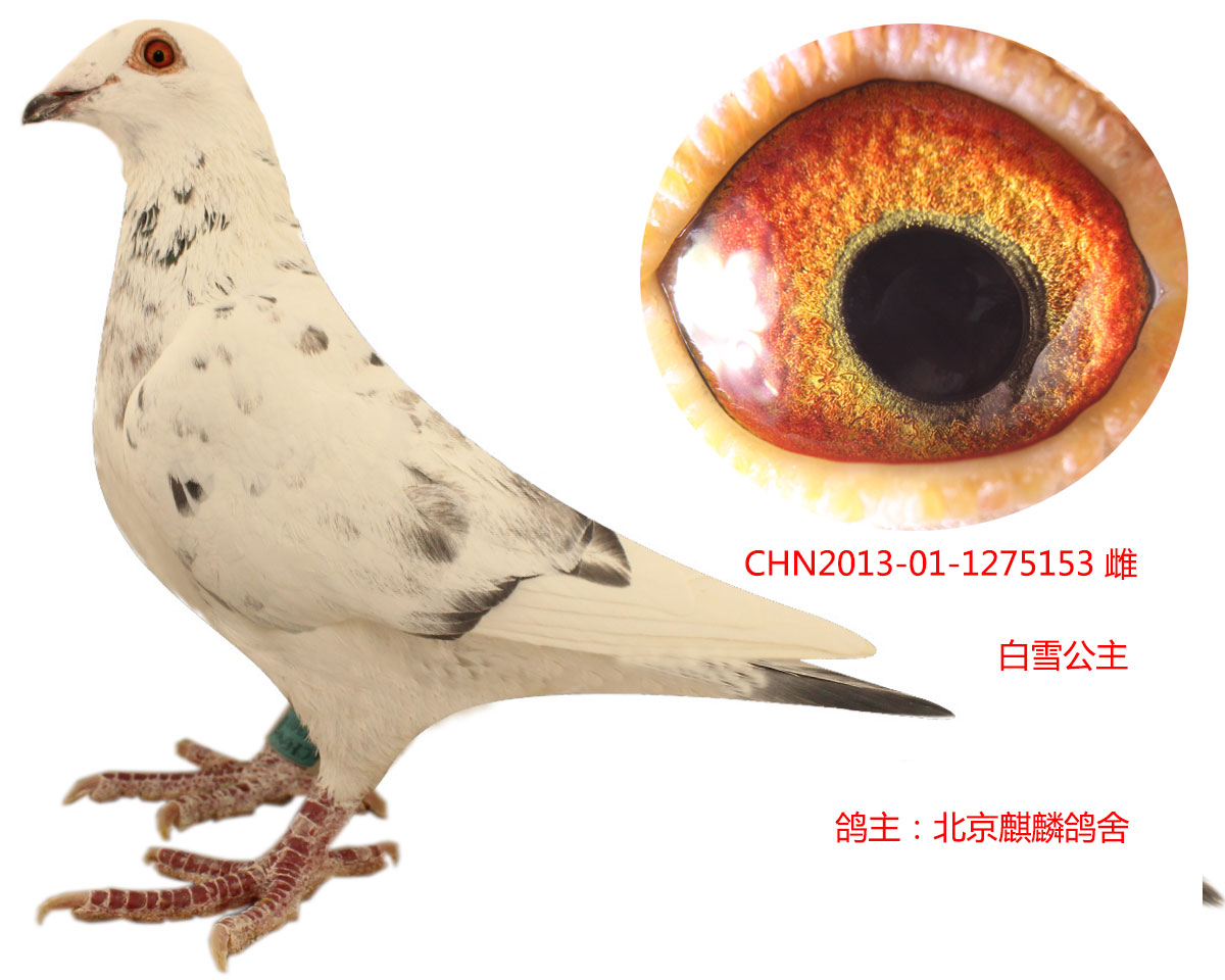 麒麟家族,原环白雪公主子代.