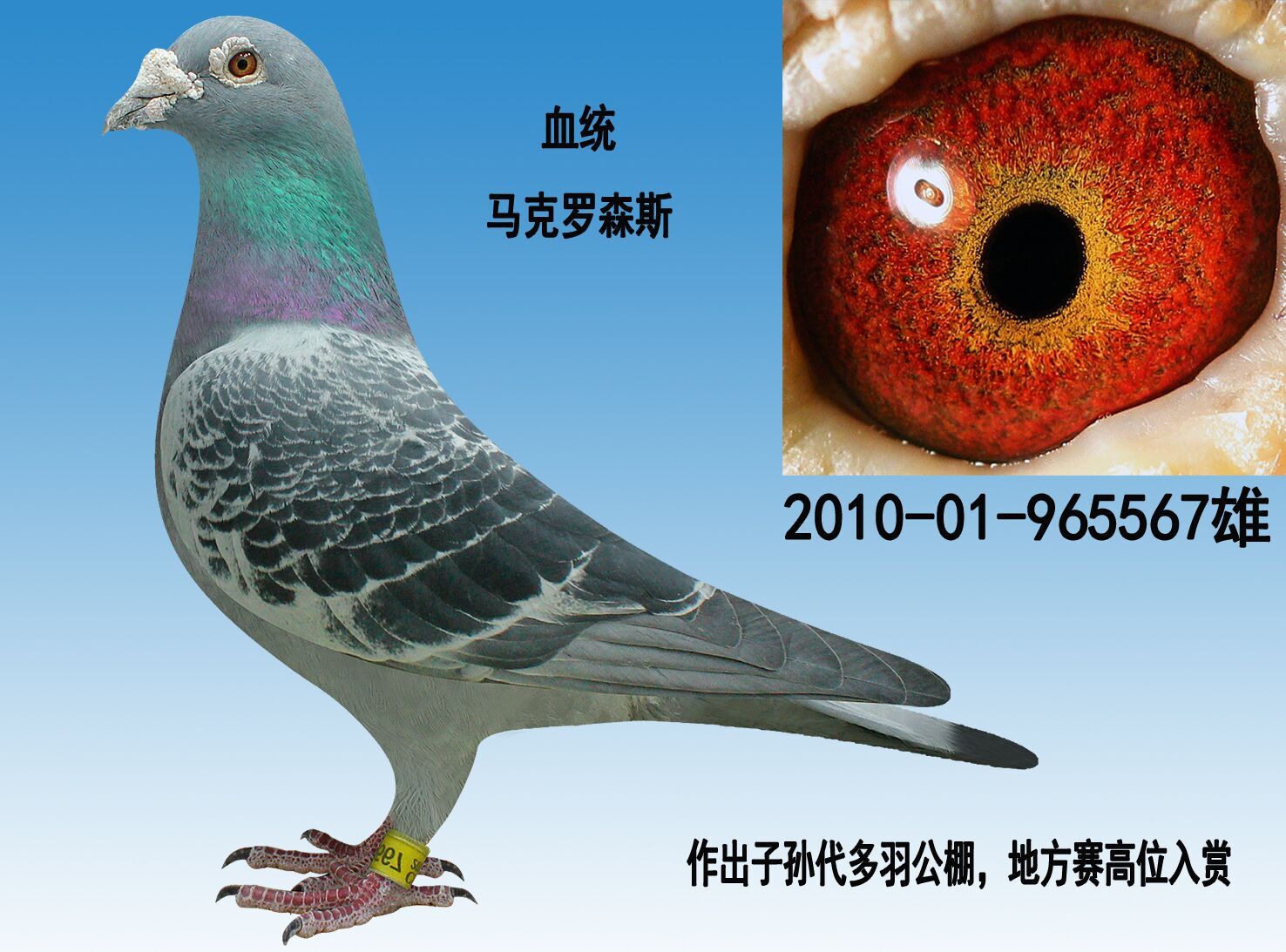 【马克罗森斯】已售