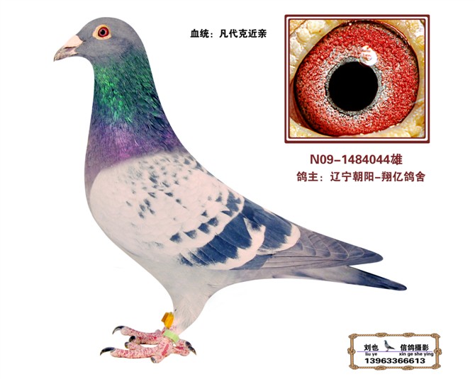 所向无敌_翔亿鸽业_ag188.com爱鸽商城_中国信鸽信息网