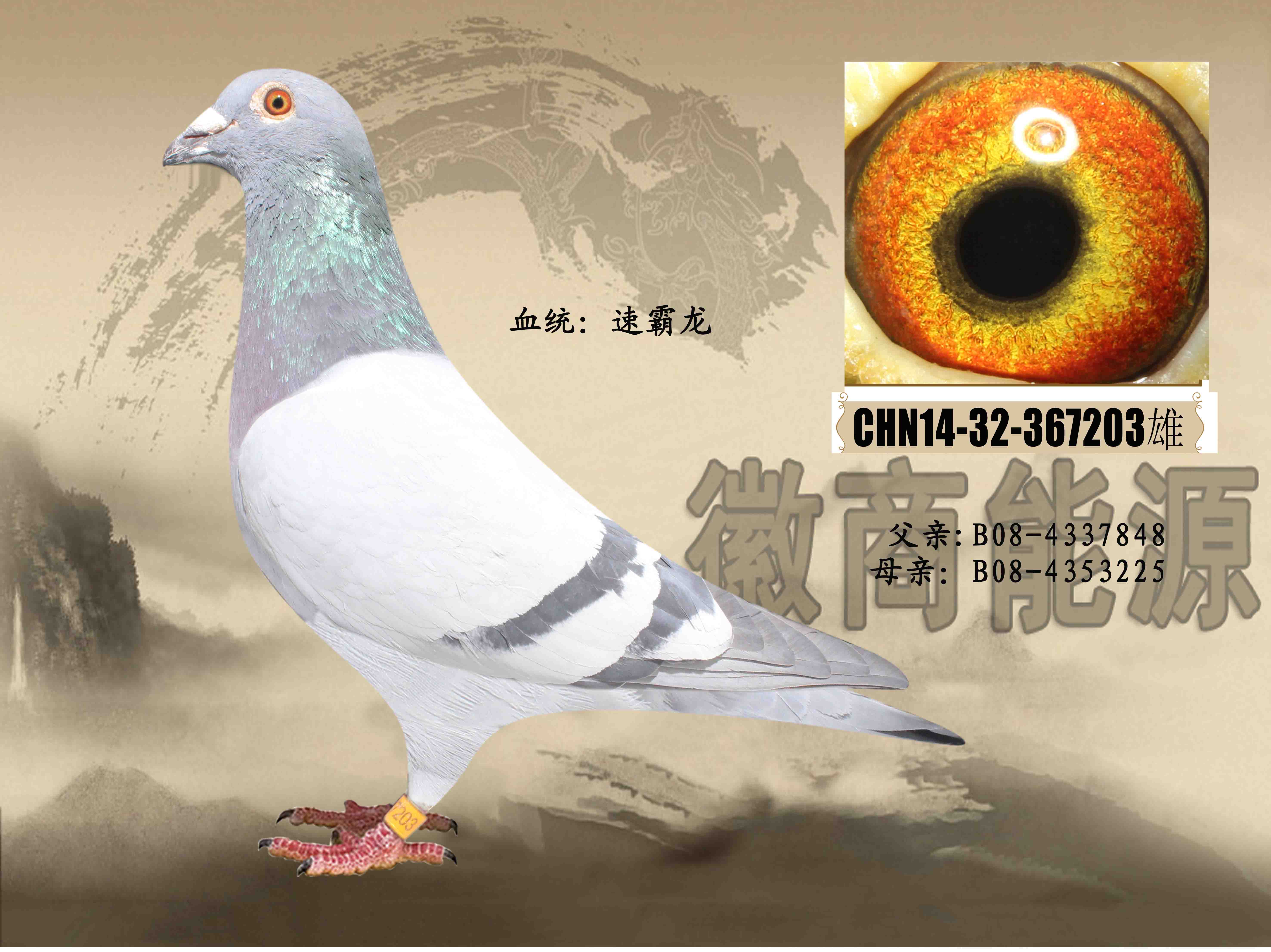 速霸龙203