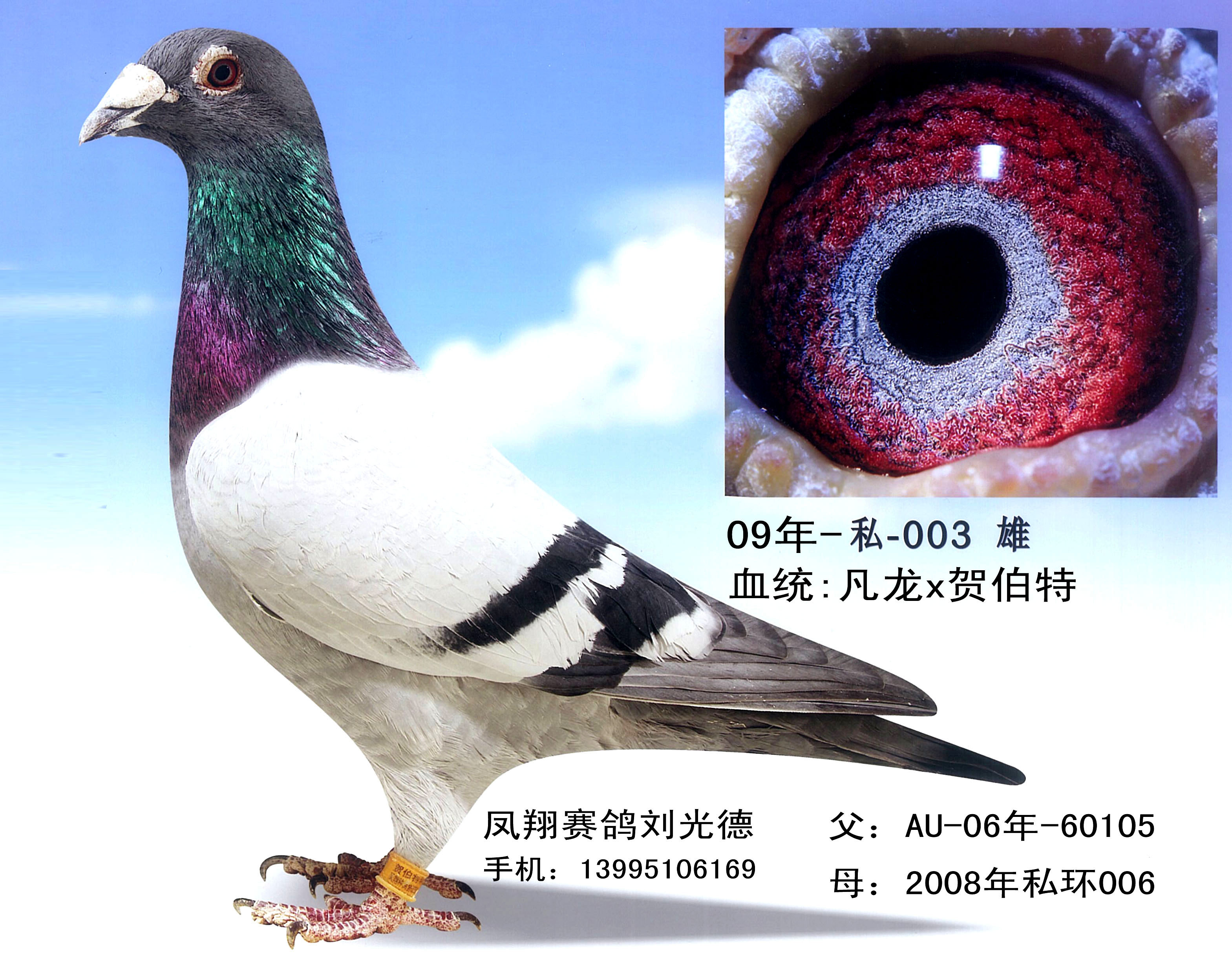 凡龙超级73配杨格多拉斯