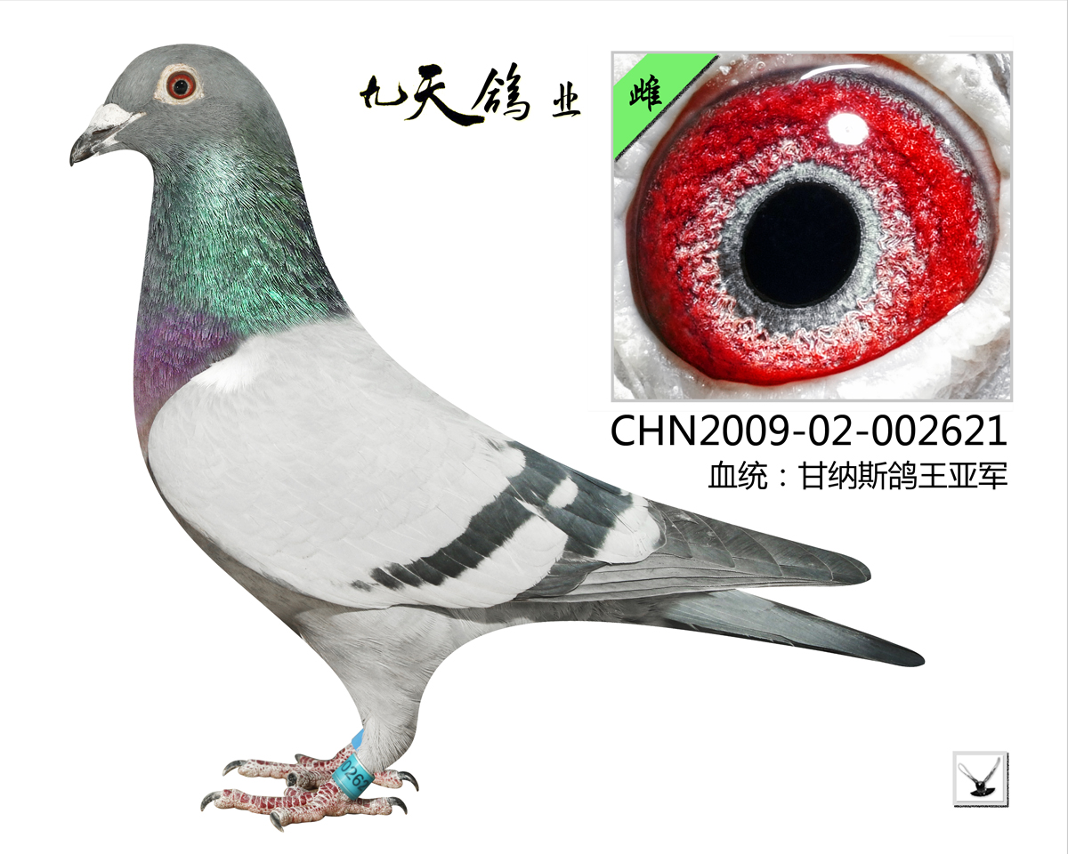 甘纳斯_九天鸽业_ ag188.com爱鸽商城_中国信鸽信息网