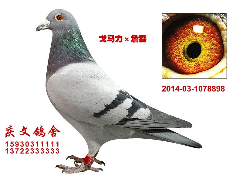 戈马力