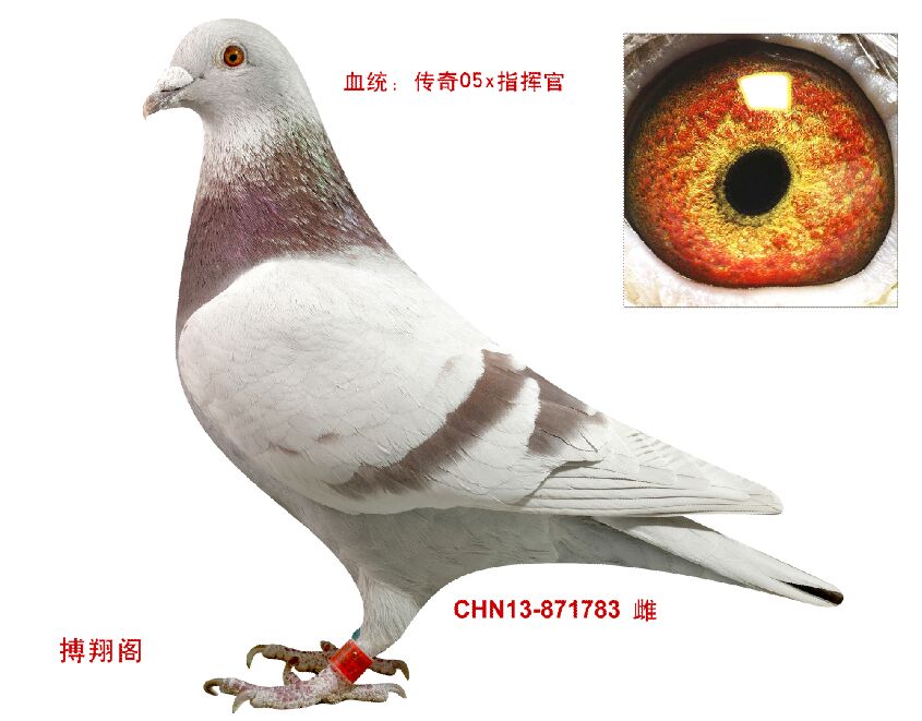 信鸽特征