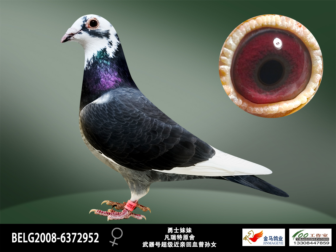 北京金马国际鸽业