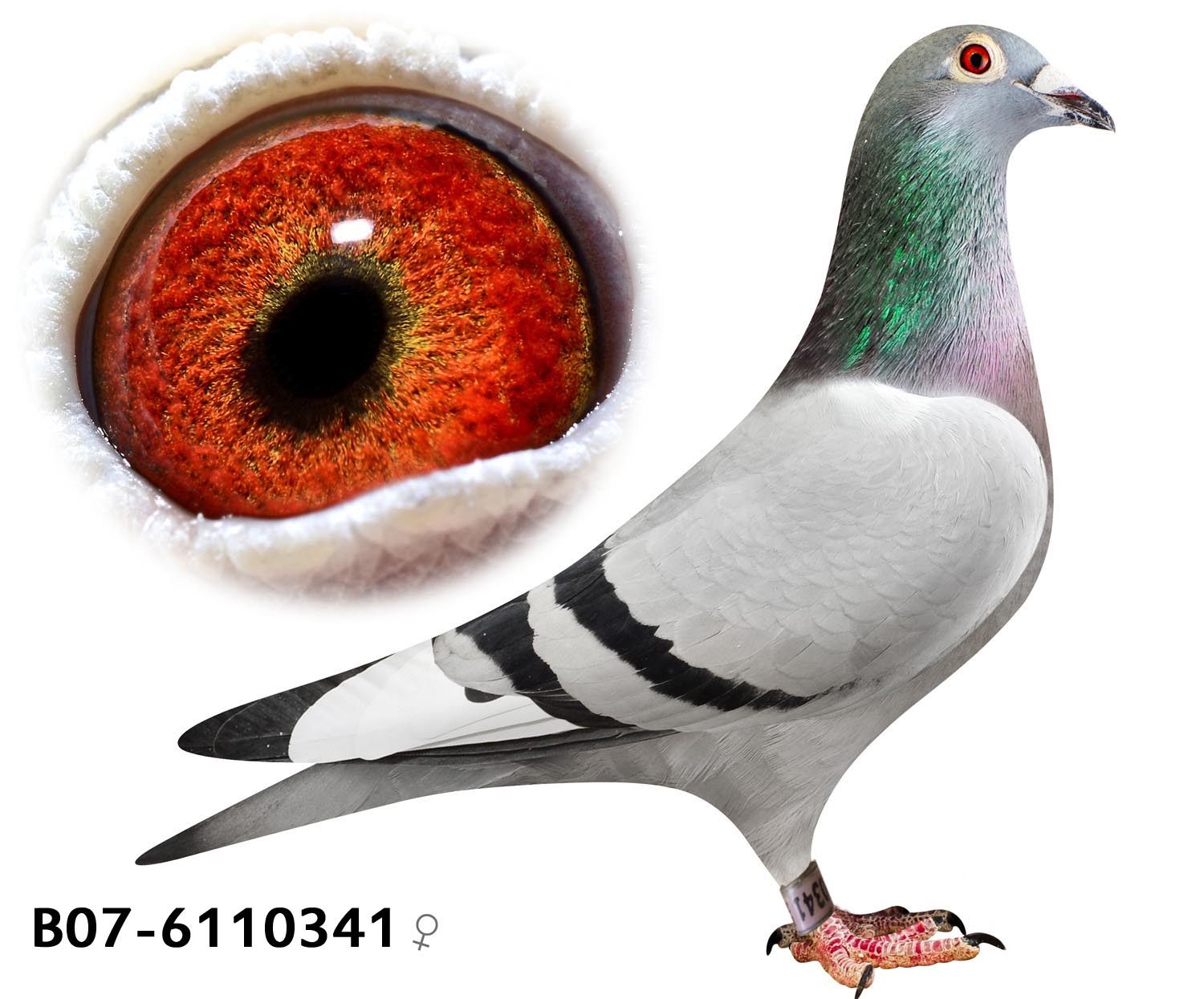 Ӣ˹178ֱŮ