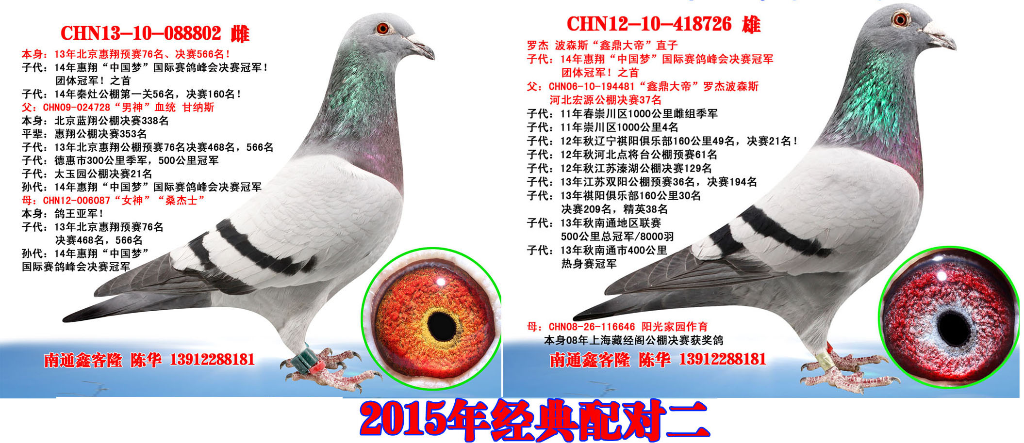 【2015年经典配对】_江苏南通鑫客隆-中信网爱鸽商城