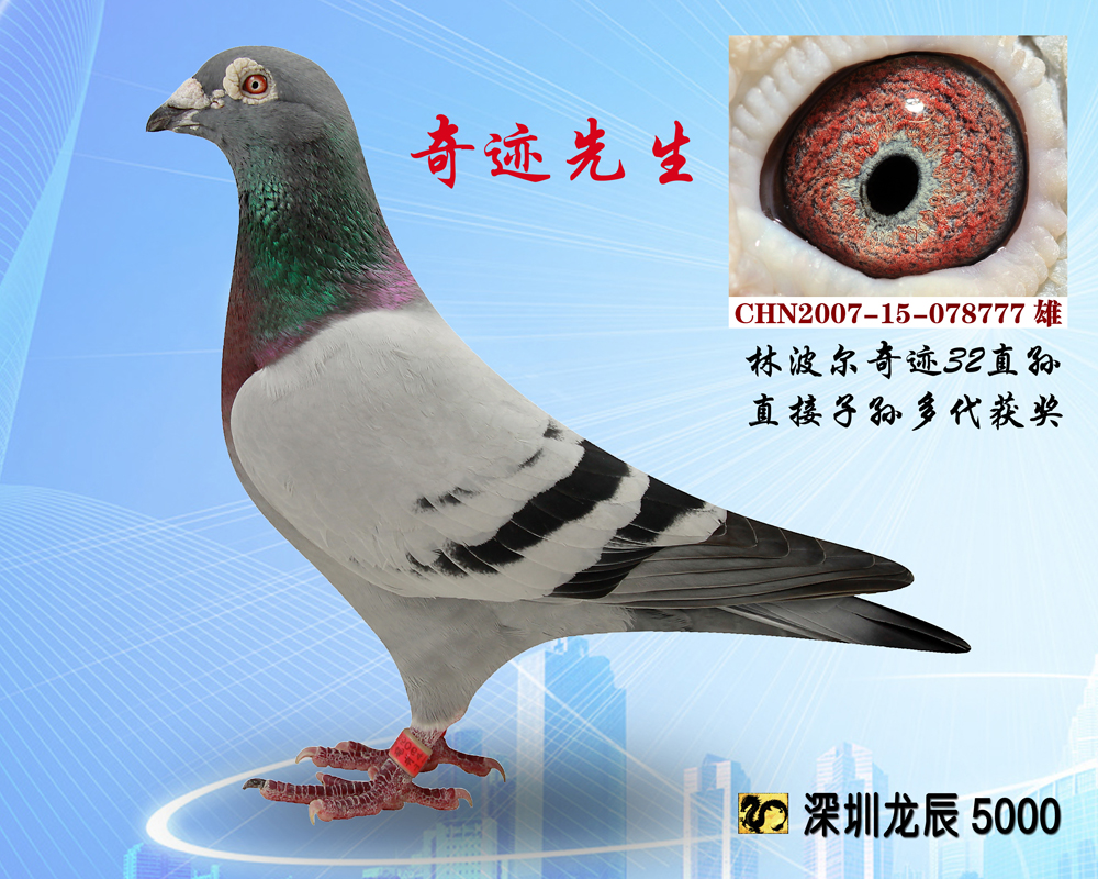 信鸽特征