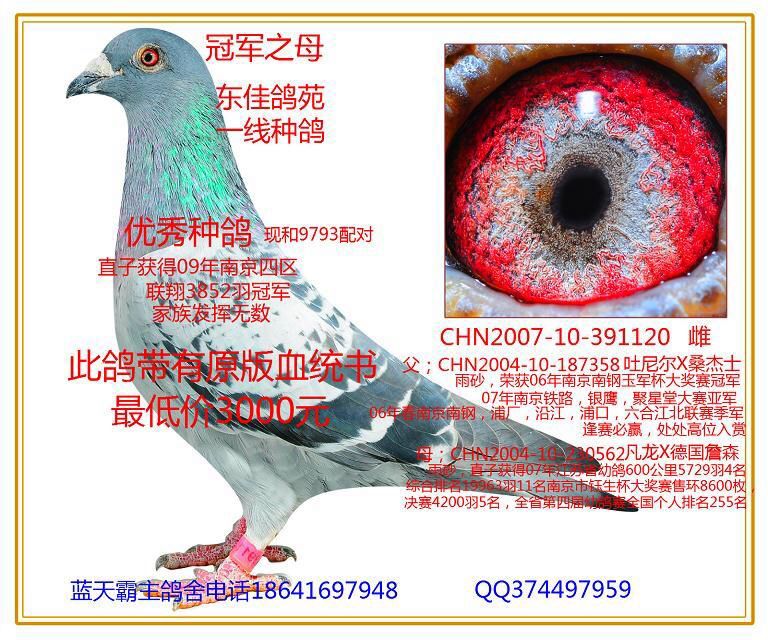 出售东佳鸽苑一线种鸽