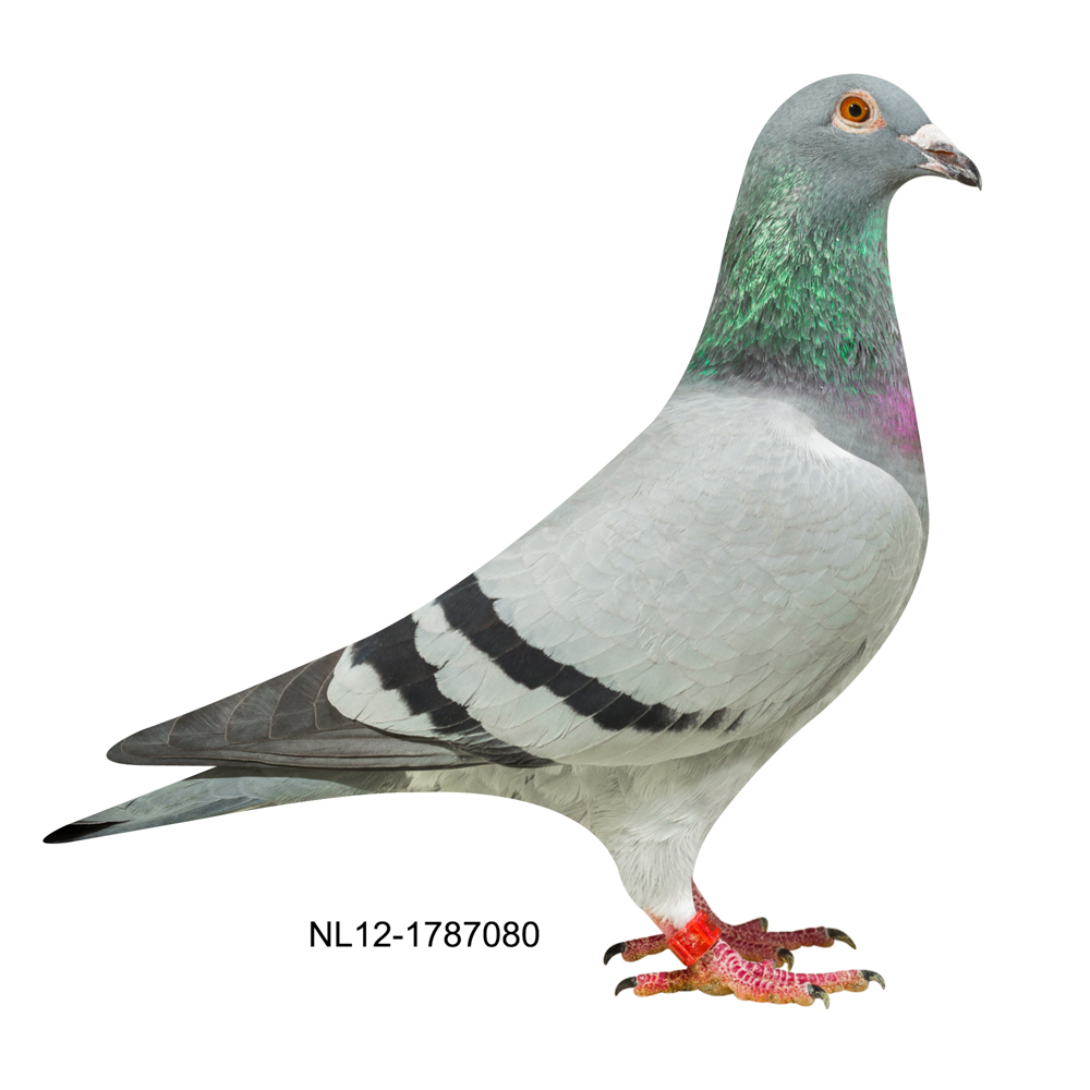 080