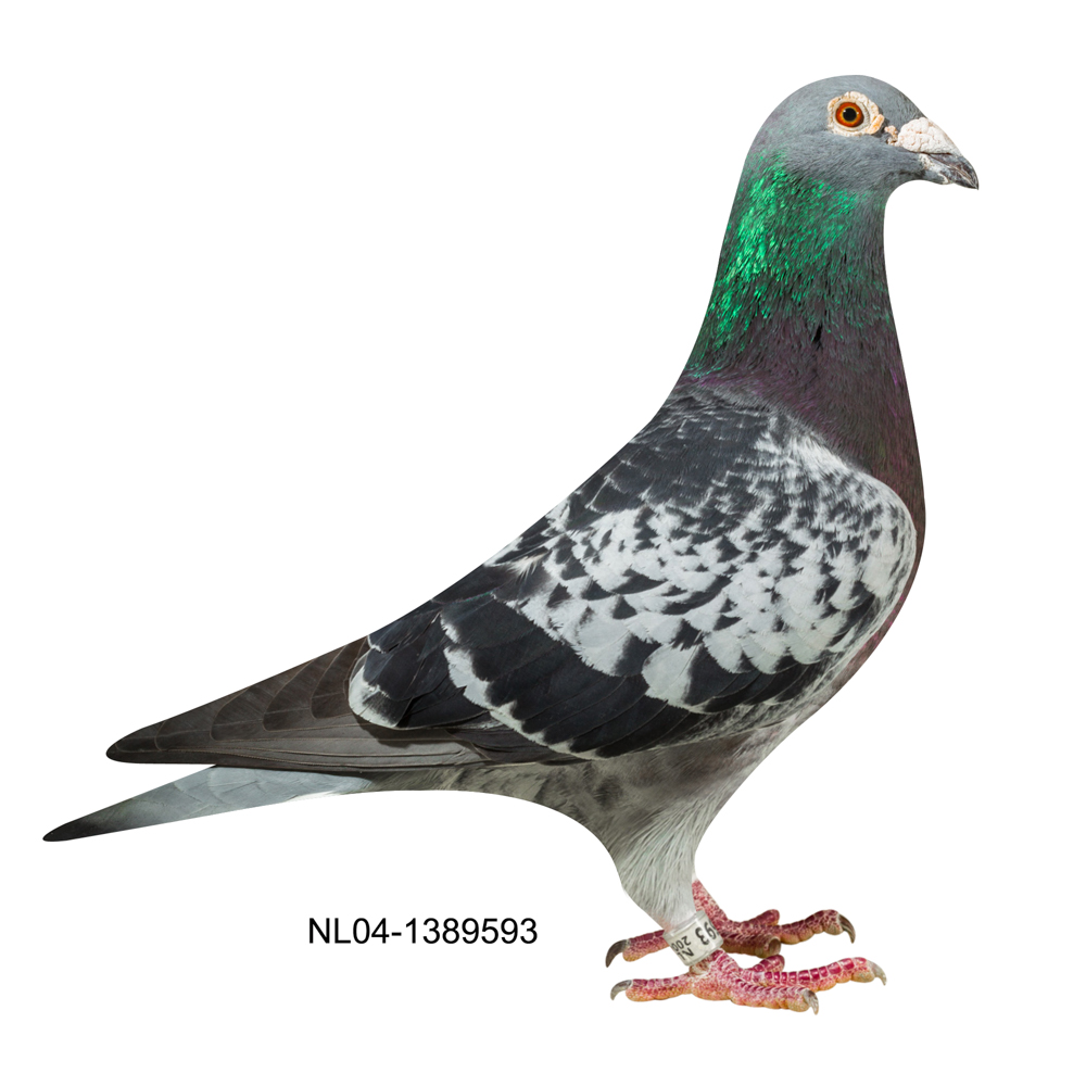 593