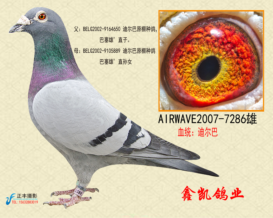 宽条迪尔巴