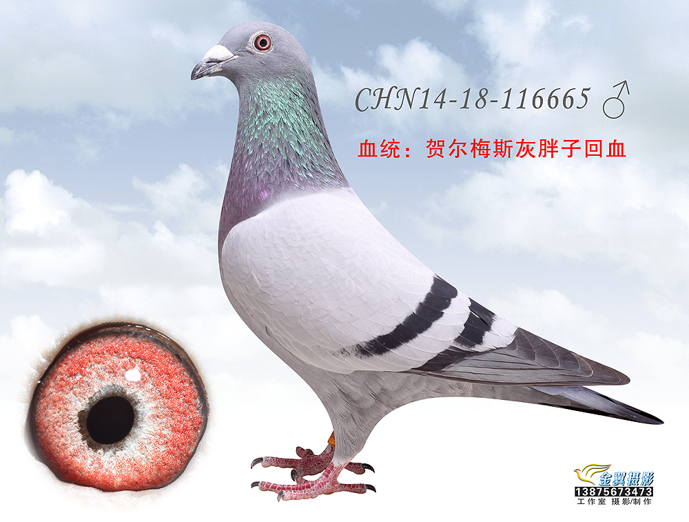 R÷˹ӻѪ