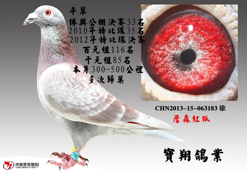 宝翔鸽业清棚处理