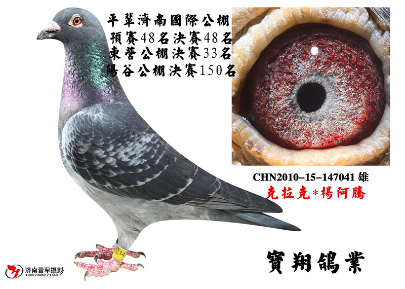淄博凯翔赛鸽