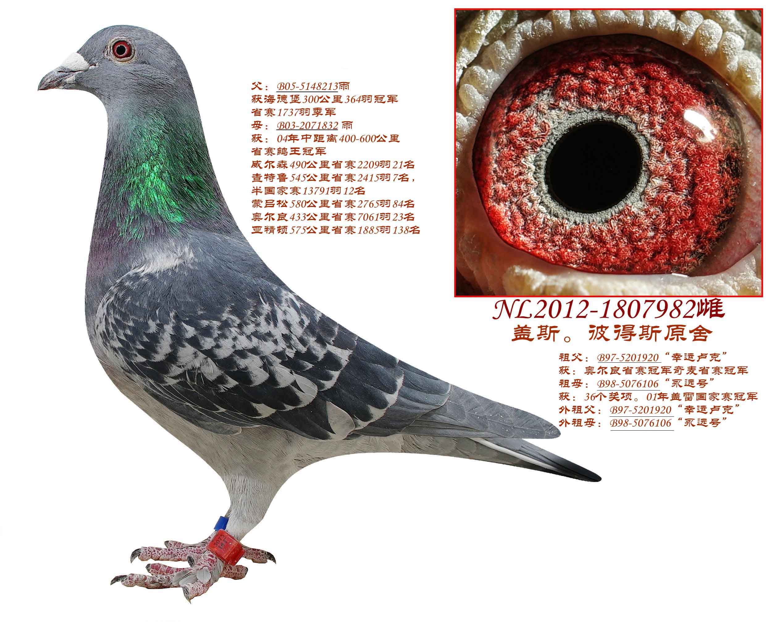 盖斯·彼得斯原舍_天神轩鸽业-中信网爱鸽商城