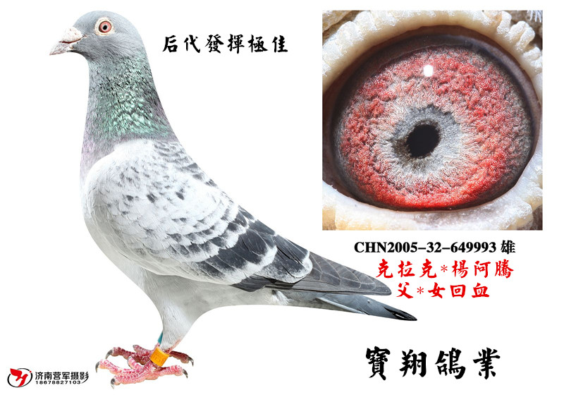 淄博凯翔赛鸽