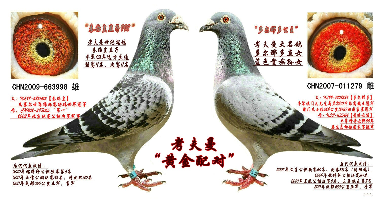 考夫曼秦始皇直孙_琼园有色赛鸽-中信网爱鸽商城