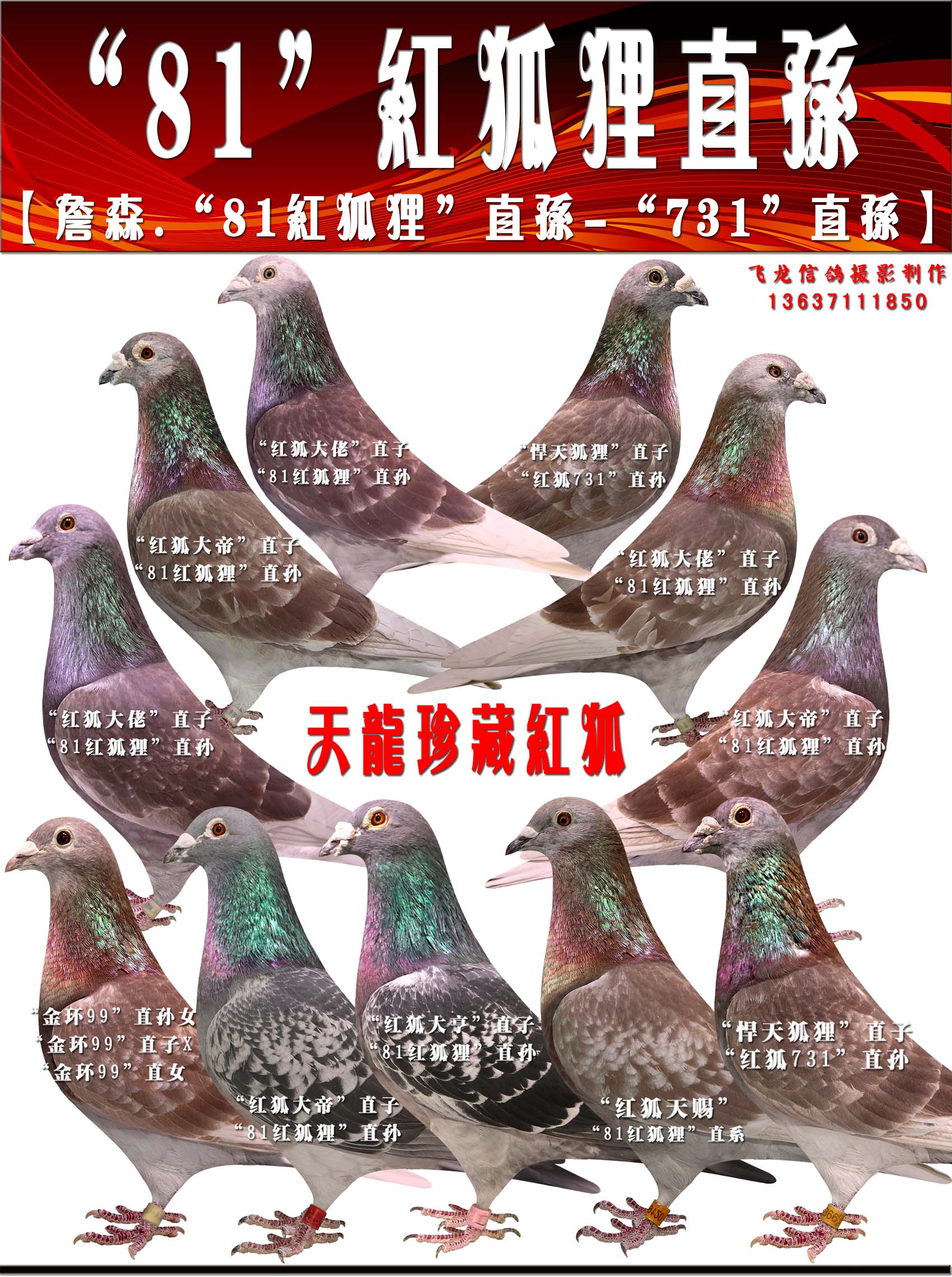 天龙"81红狐狸"