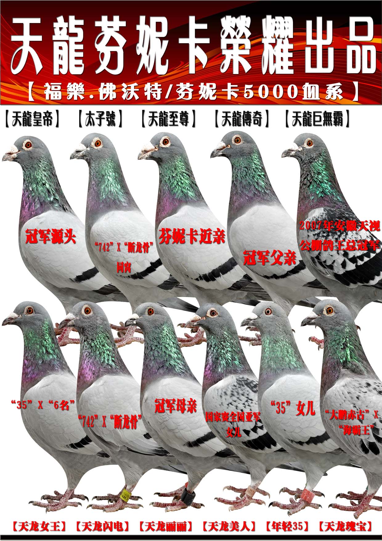 com爱鸽商城_中国信鸽信息网