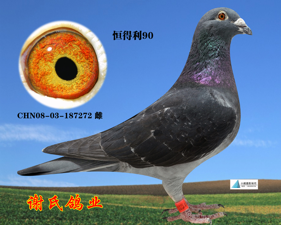 凡王路易—恒得利90黑泼浪子