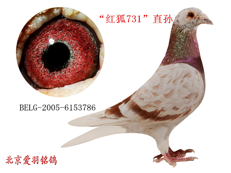红狐731