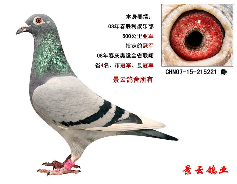 信鸽特征