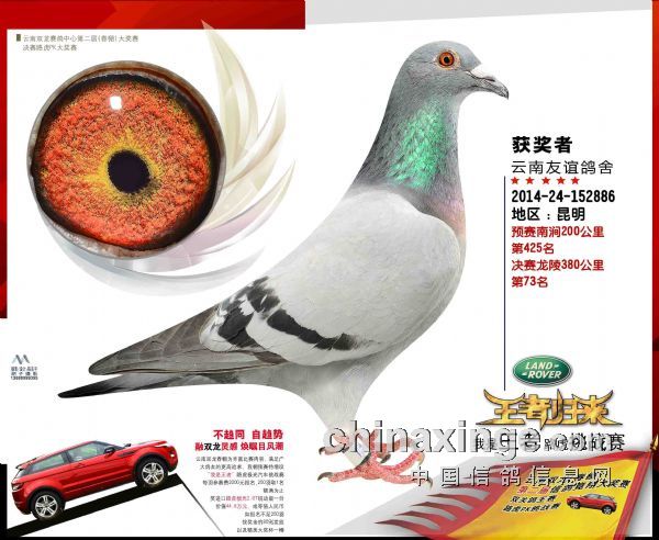 双龙73名_云南友谊鸽舍-中信网爱鸽商城