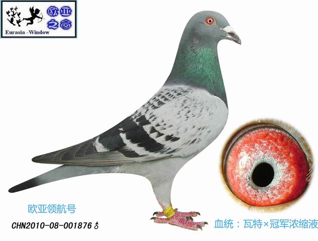 WI(lng)̖(ho)