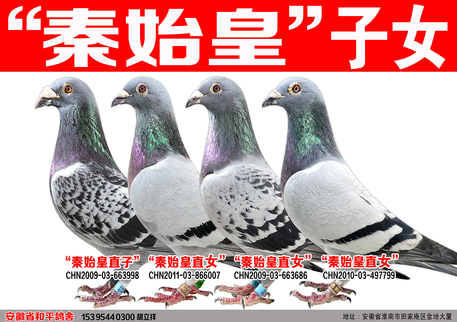 考夫曼<em>秦始皇</em><em>子女</em>菁华_安徽和平鸽舍_ ag18