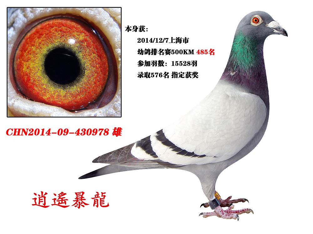 b D(zhun)