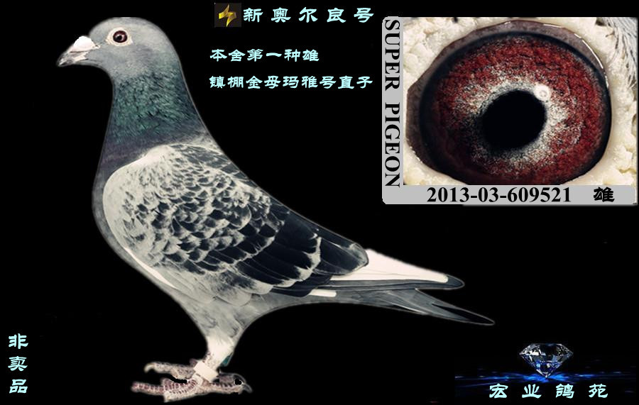 玛雅号近亲孙(已售山东)_宏业鸽苑_ag188.com爱鸽商城