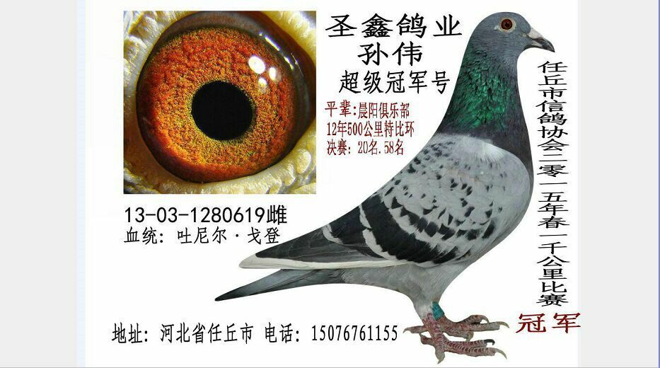 2015年春成绩鸽
