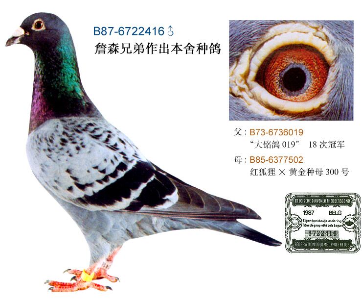 詹森