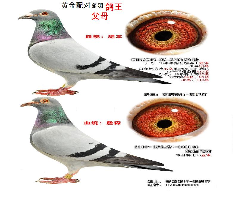 黄金配对