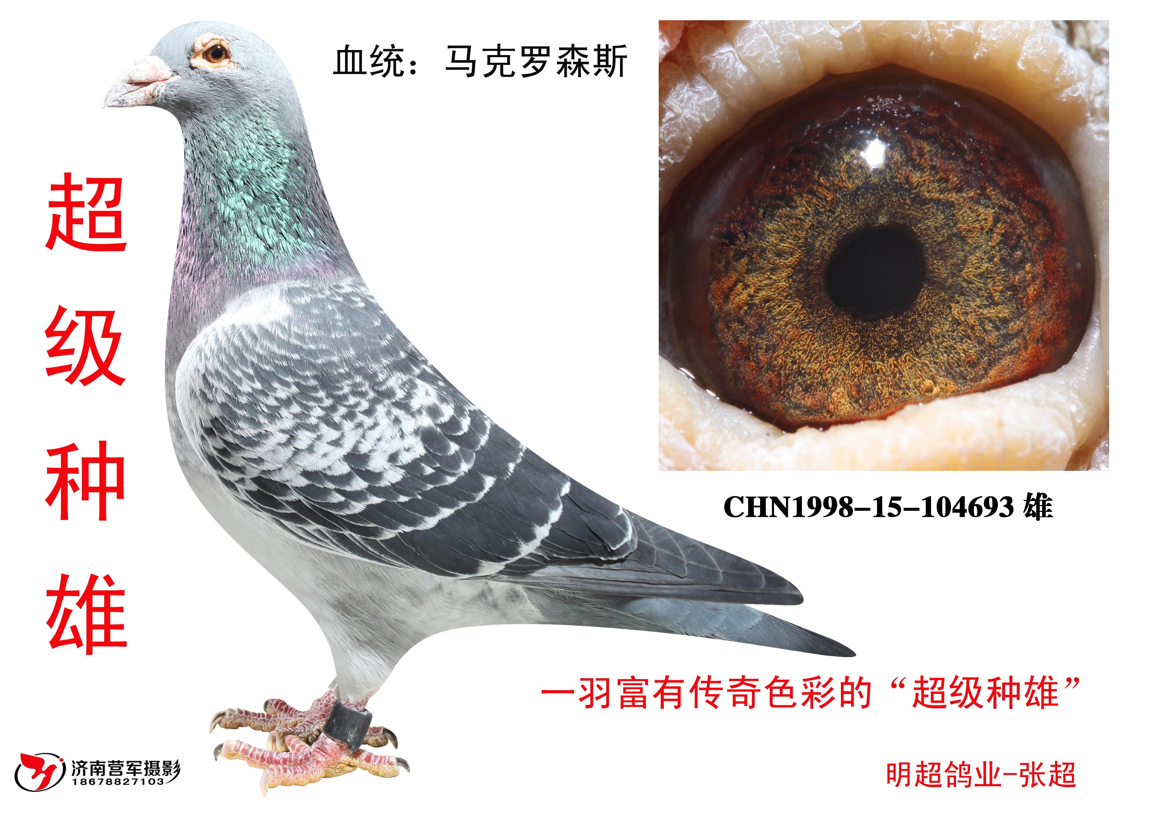 名: 马克罗森斯                羽 色: 雨点                眼 砂