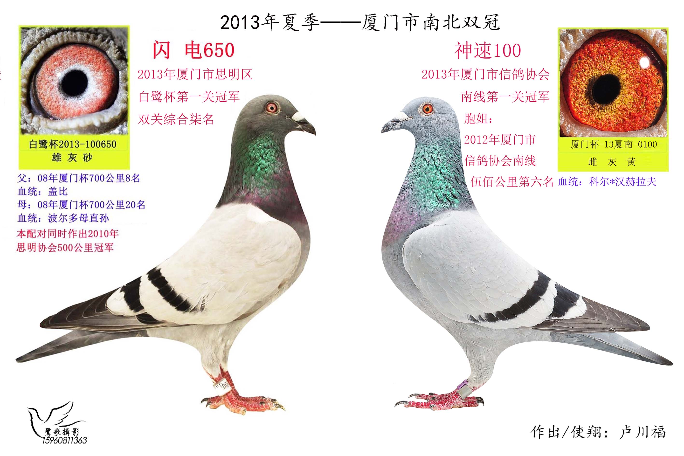 黄金配对_飞龙鸽舍_ ag188.com爱鸽商城_中国信鸽信息
