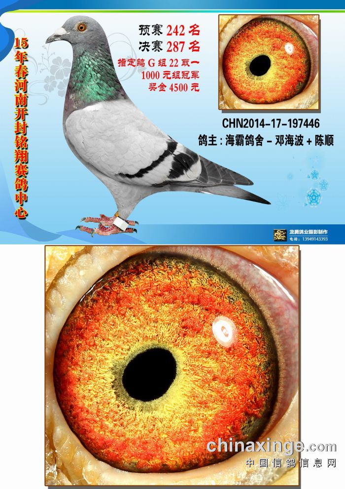 信鸽特征