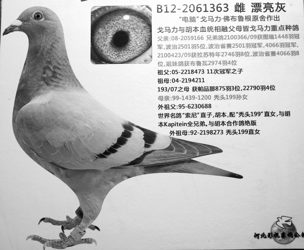 漂亮灰-戈马力命名并配戴金环
