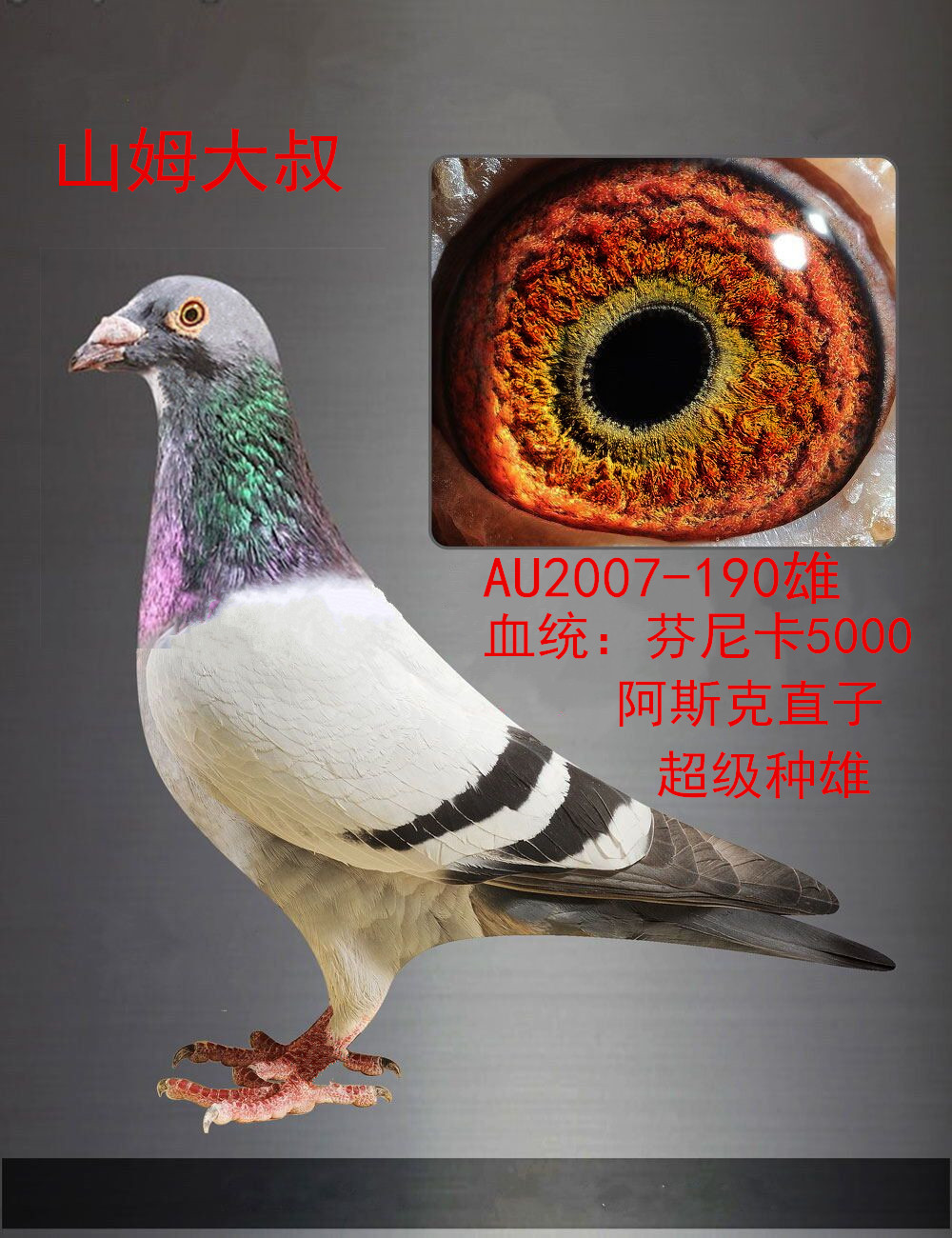 性 别:             不详                         目 录:  芬尼卡