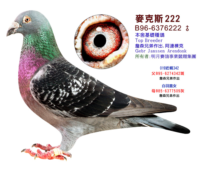 明月詹森222直子