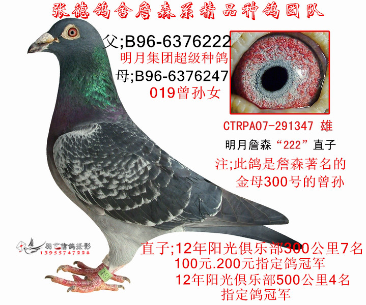 明月詹森222直子