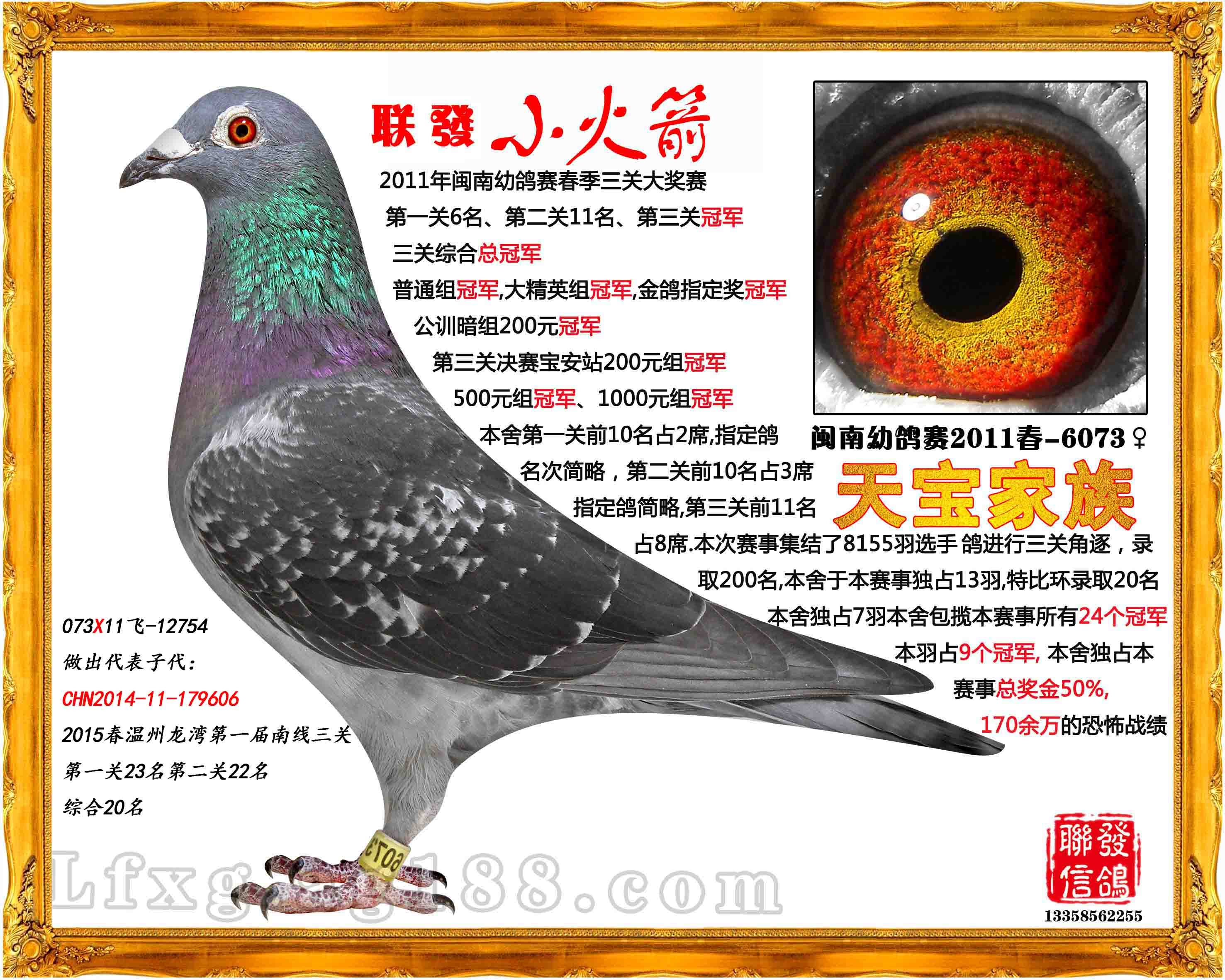 联发小火箭-联发信鸽-中信网爱鸽商城