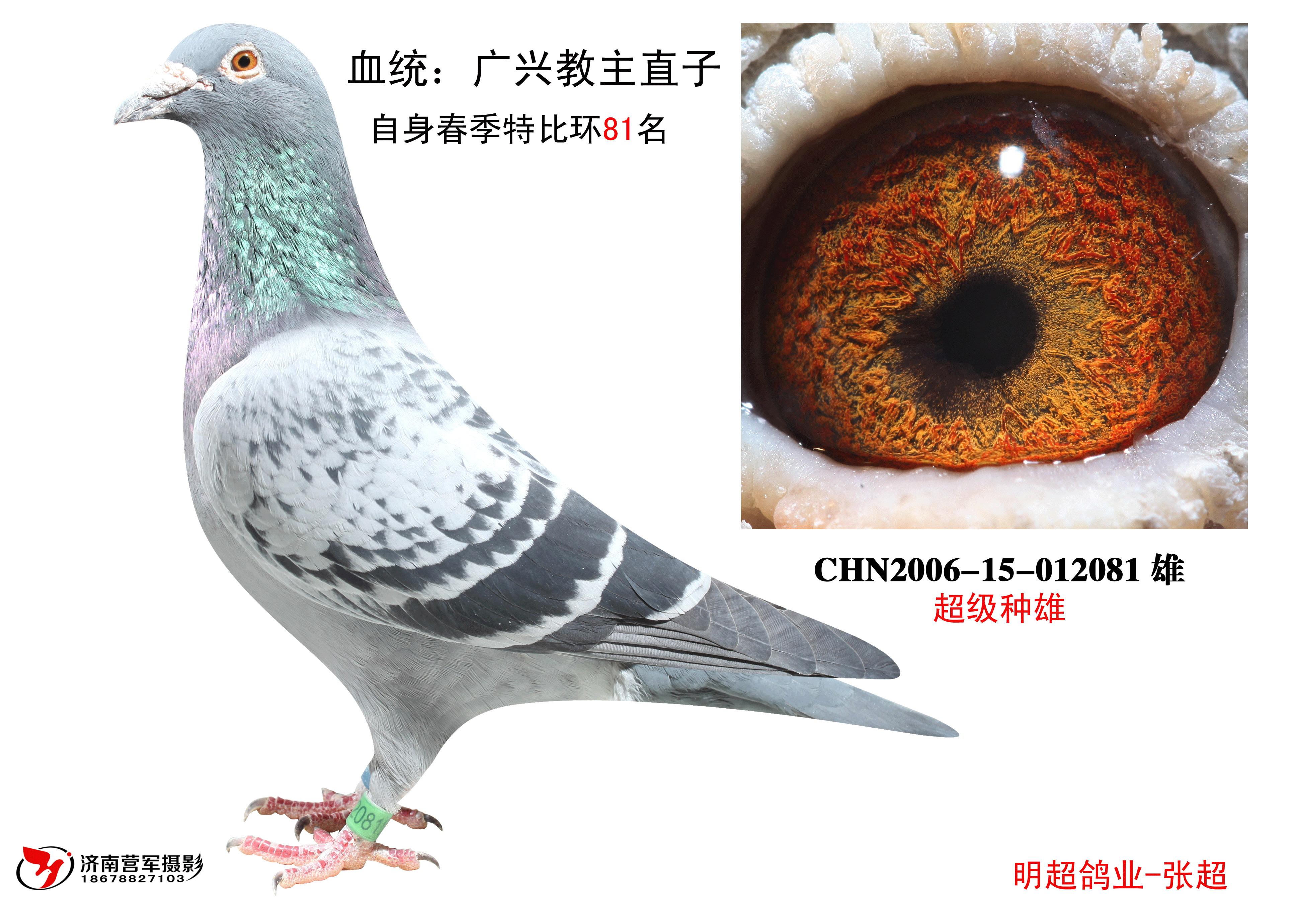霍夫肯—广兴教主系_济南明超鸽业张超-中信网爱鸽商城
