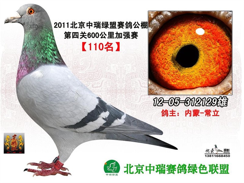 信鸽信息网 H38848617222.jpg