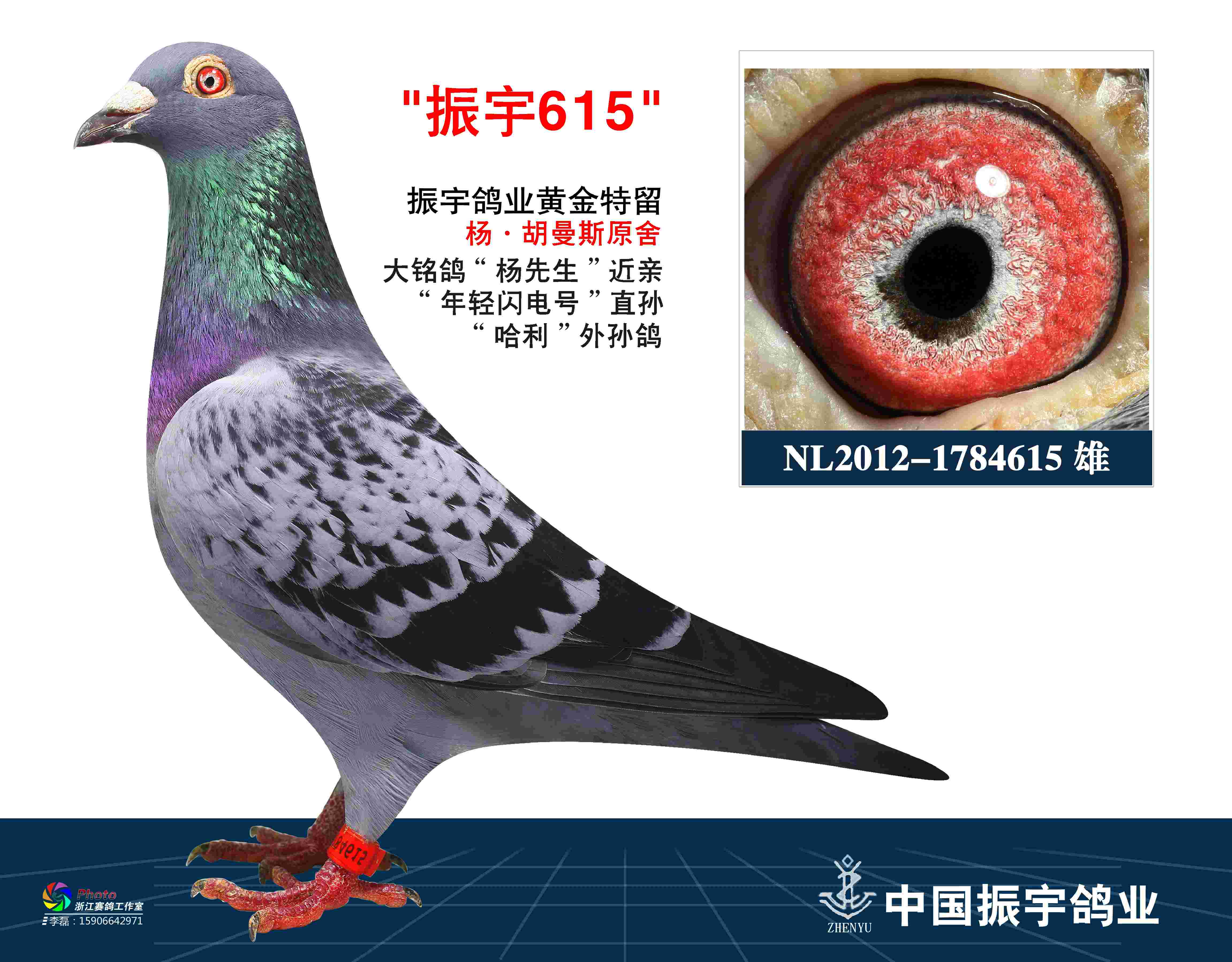 哈利外孙_振宇鸽业_ ag188.com爱鸽商城_中国信鸽信息网