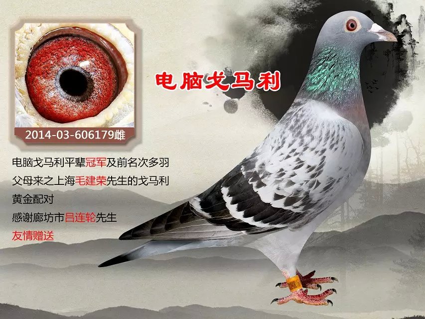 电脑戈马力_问天阁爱翔赛鸽联盟-中信网爱鸽商