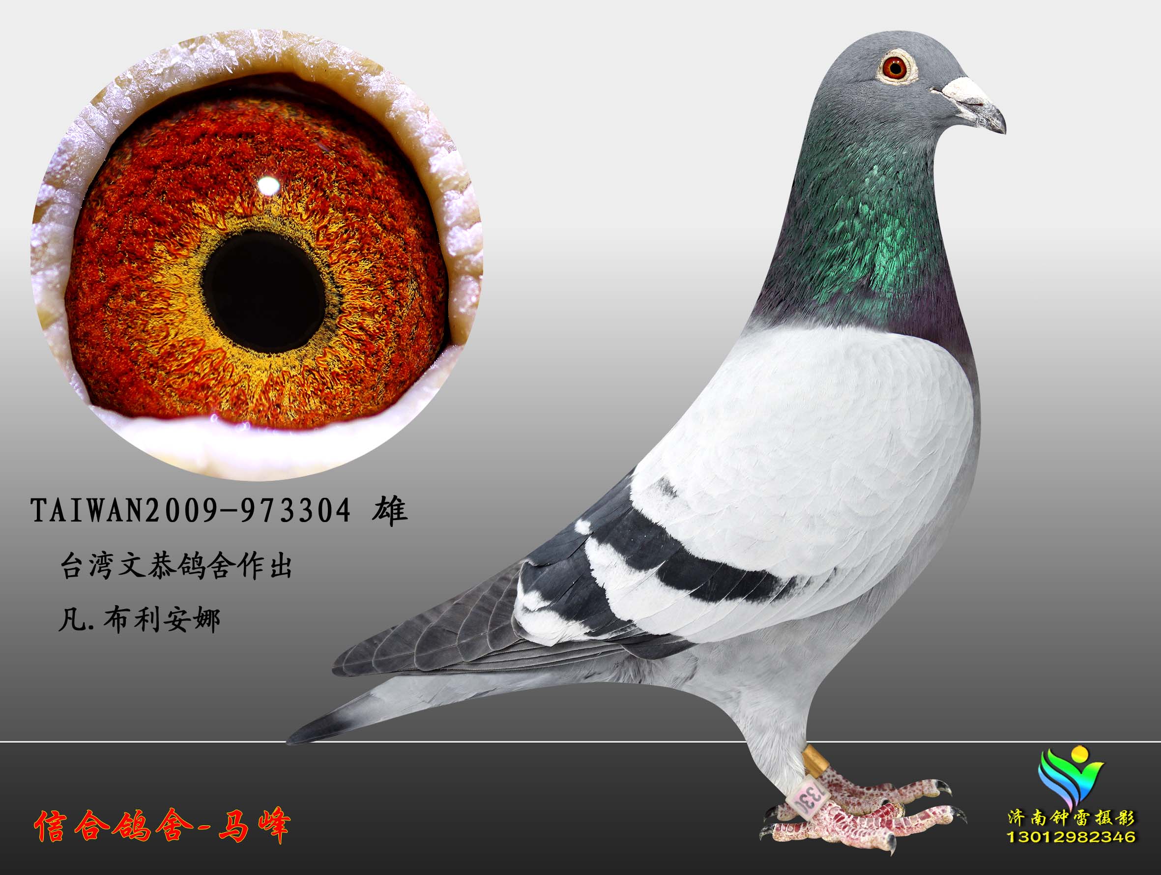 凡布利安娜304_济南钟雷鸽舍_ ag188.com爱鸽商城